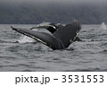 ザトウクジラ