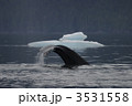 ザトウクジラ
