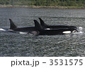 シャチ