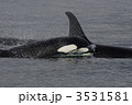 シャチ