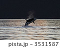 シャチ