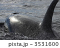 シャチ
