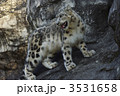 ユキヒョウ