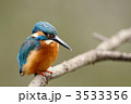 止まり木のカワセミ