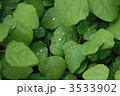3533902