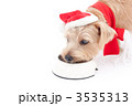 ノーフォークテリア クリスマス