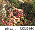 秋の野草 秋の野草