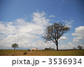 子牛