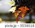 木漏れ日