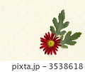 濃赤の菊