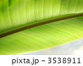 バナナの葉