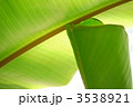 バナナの葉