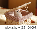 ペット