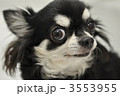3553955