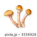 3556926