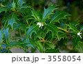 ひいらぎの花