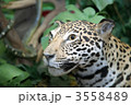 3558489