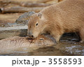 カピバラ
