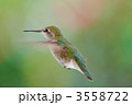 ハミングバード