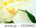 胡蝶蘭