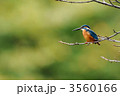 休憩中のカワセミ