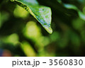 滴る緑