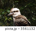 ケアンズ・トロピカルズーのワライカワセミ