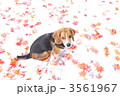 雪に紅葉　　ビーグル