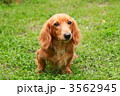 ミニチュアダックスフンド