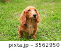 ミニチュアダックスフンド