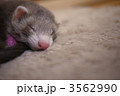 眠っているフェレット