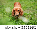 ミニチュアダックスフンド