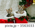 クリスマス