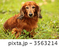 3563214