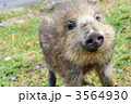 いのししの子供