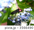 ゲンジボタル
