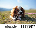 キャバリア