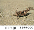 クルマバッタモドキ