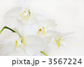 胡蝶蘭