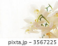 胡蝶蘭