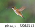 ハミングバード
