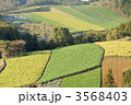 箱根西麓野菜