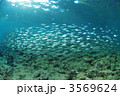 魚群
