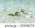チンアナゴ