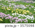 香川県亀鶴公園の花菖蒲