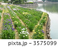 香川県亀鶴公園の花菖蒲