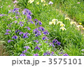 香川県亀鶴公園の花菖蒲