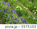 香川県亀鶴公園の花菖蒲