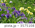 香川県亀鶴公園の花菖蒲