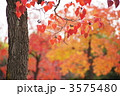 11月　ナンキンハゼ・トウダイグサ科18紅葉